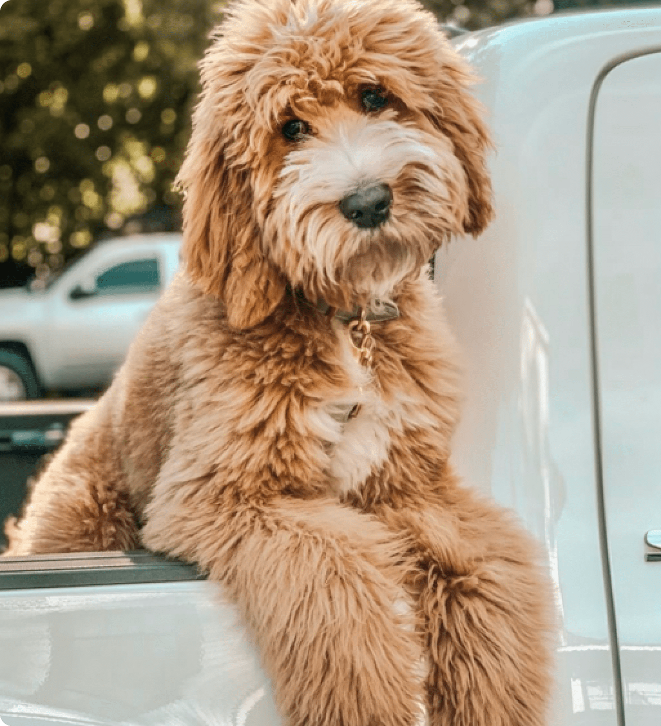 Golden Brown Doggie Dust Grooming Powder with Dry Shampoo