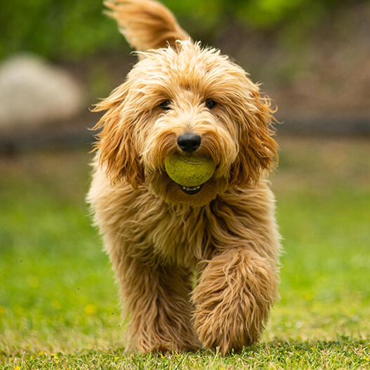 Golden Brown Doggie Dust Grooming Powder