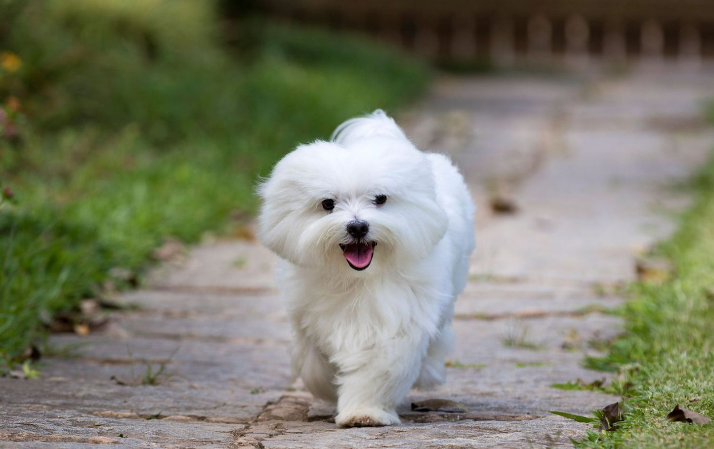 White Doggie Dust Grooming Powder