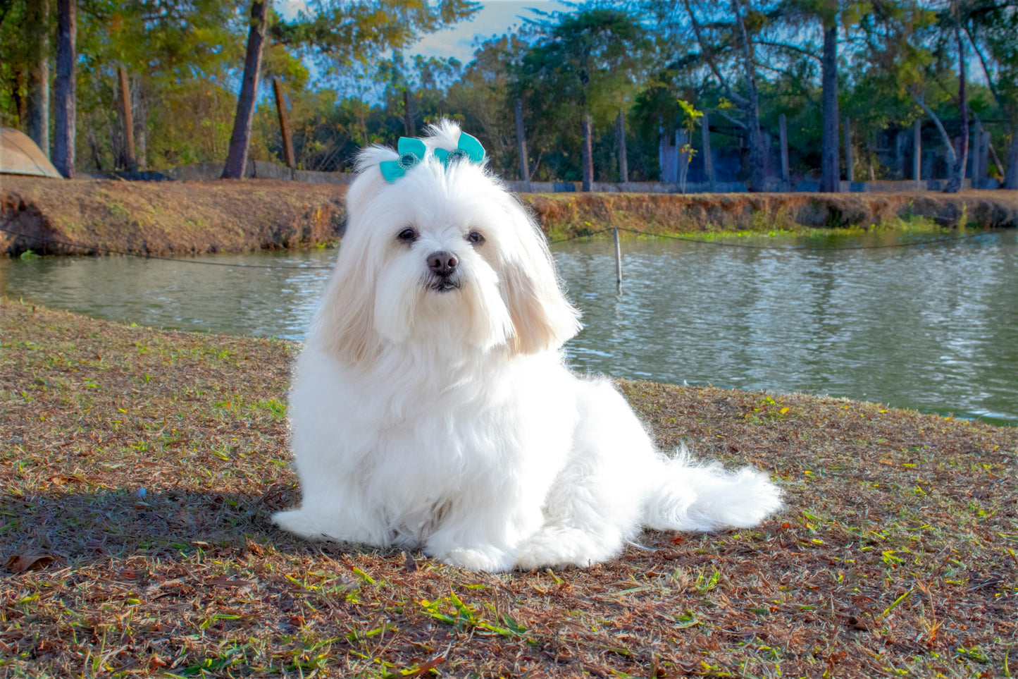 White Doggie Dust Grooming Powder