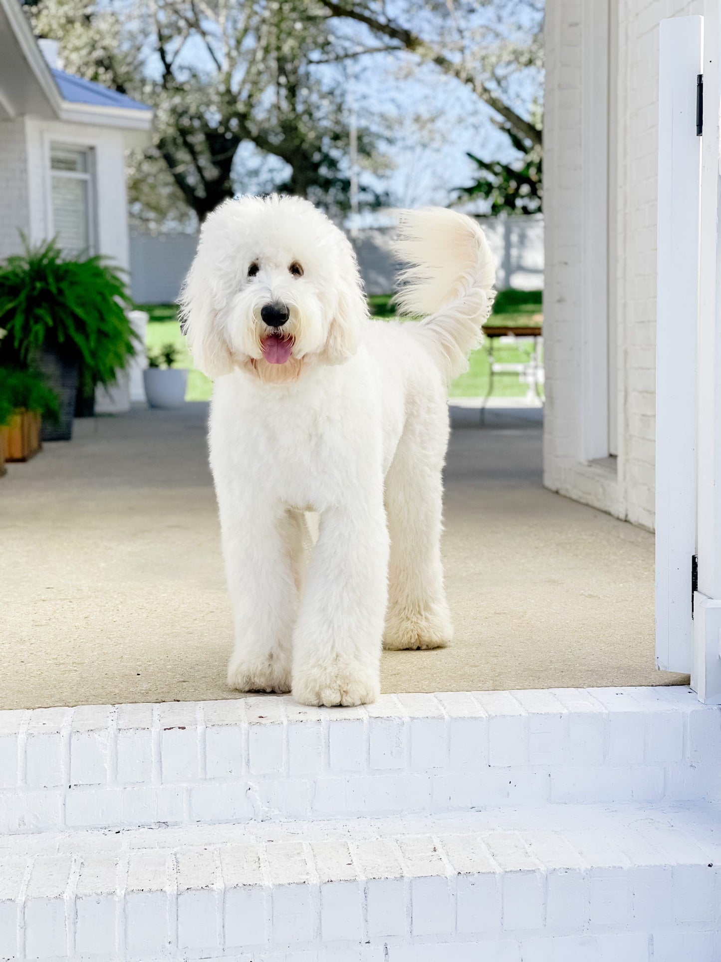 White Doggie Dust Grooming Powder